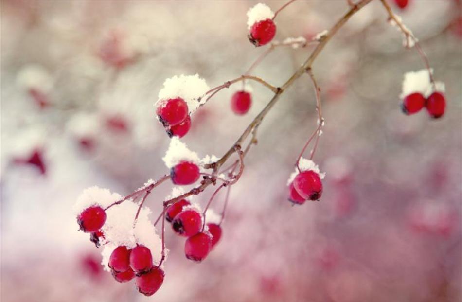 Red berries in the snow.