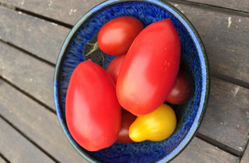 Roma, pictured smaller heritage tomatoes, is popular for sauce making. 