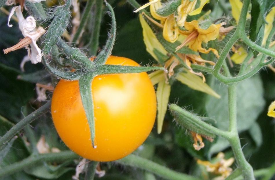 Tumbling Tom Yellow and its red form are ideal for container growing. 