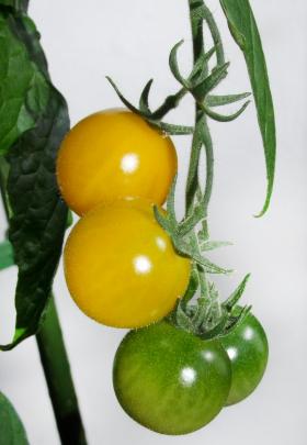 A truss of determinate cherry tomatoes, like this Yellow Cocktail, will ripen almost at once. 