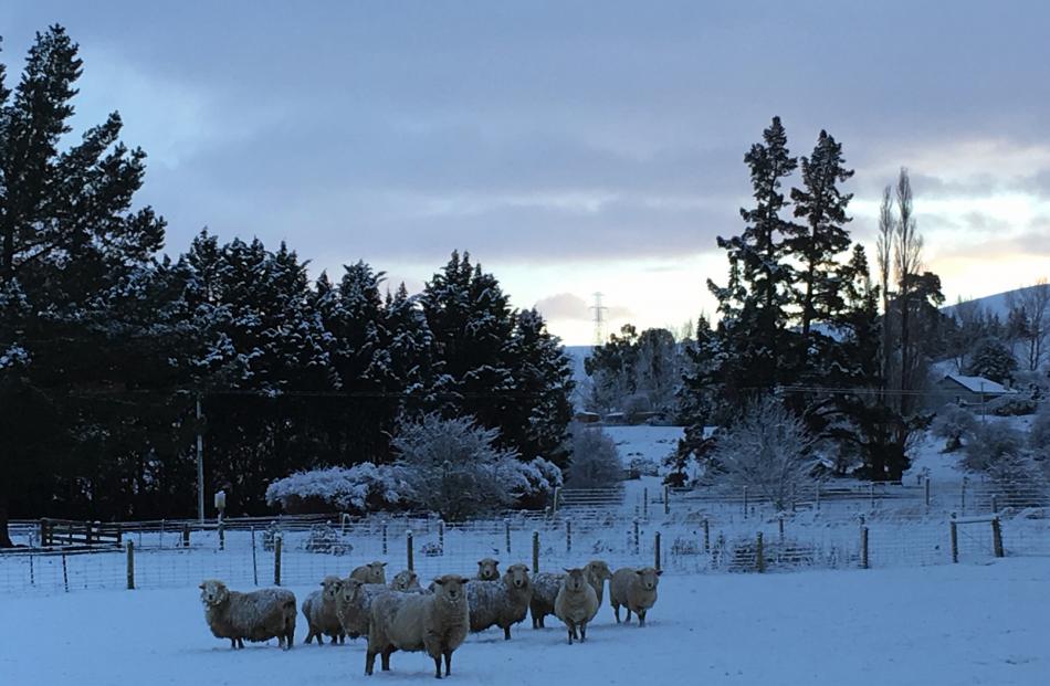 Sheep out in the snow in Miller's Flat. Photo: Supplied