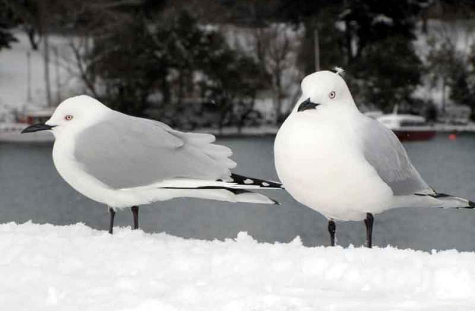 Queenstown's birdlife carries on regardless of the snow. Photo by James Beech.