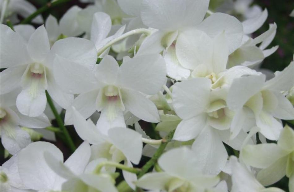 Dendrobium Memoria Princess Diana was bred in Singapore and released in 1997. It can be seen in...