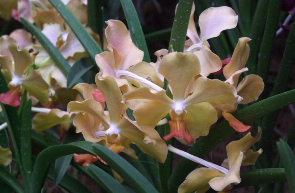This unnamed orchid was bred in Singapore by crossing a Vanda cultivar with Ascocenda Suksamran...