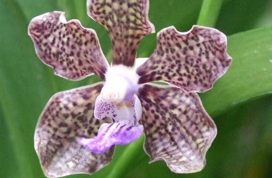 This  unnamed orchid with a tantalising chocolate perfume was bred in Singapore.