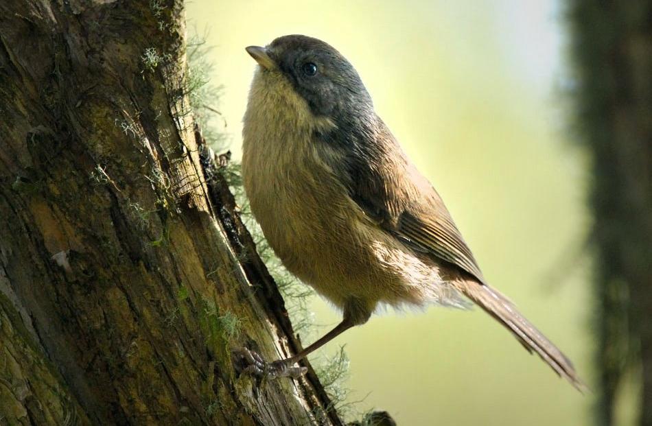 A brown creeper. Photo: Craig McKenzie 