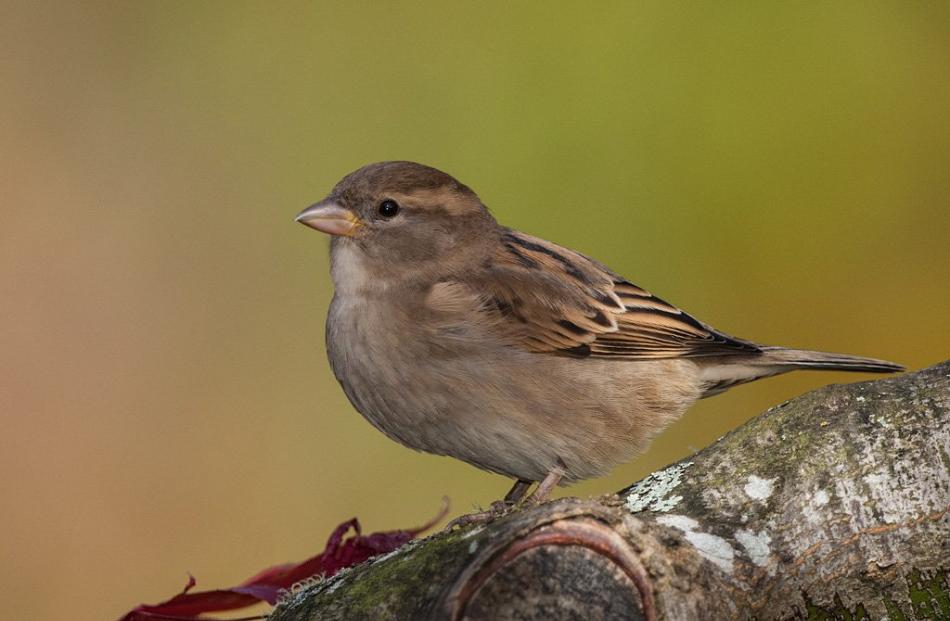 A female house sparrow. Photo: Craig McKenzie 