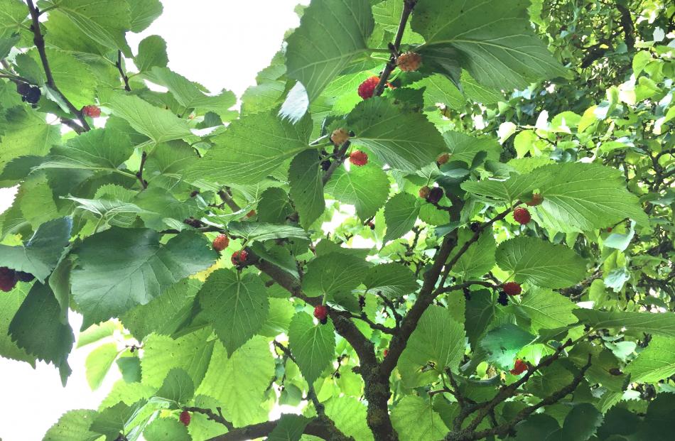 Mulberries ripen in succession, not all at once. Photo: Bettina Vine 