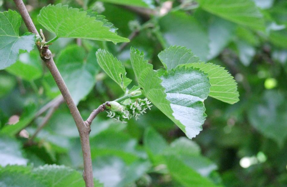 Black mulberry flowers are quite insignificant. Photo: Gillian Vine 