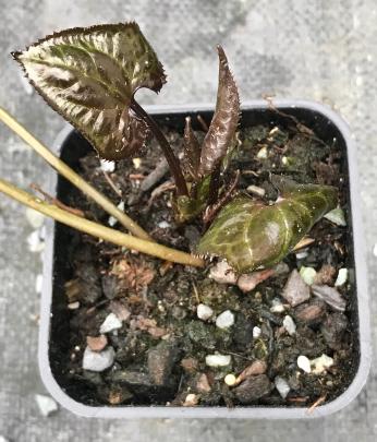 Beesia calthifolia is winter dormant and pops up again in spring. 