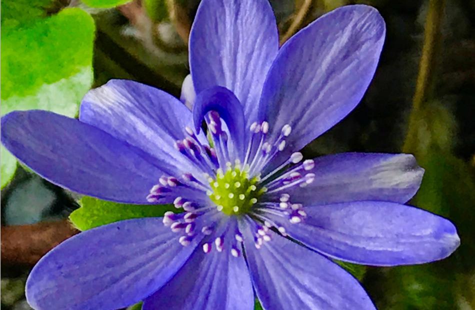 A favourite of Sue's is Hepatica transsilvanica, a low-growing perennial. 
