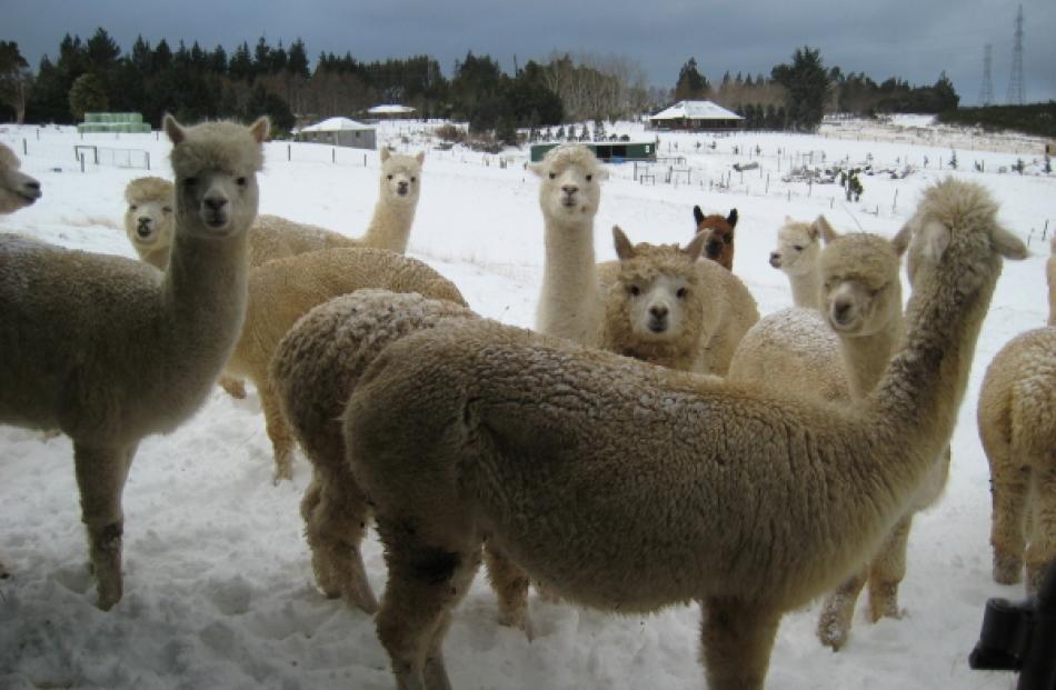 Alpacas on Three Mile Hill Rd. Photo Andy Nailard