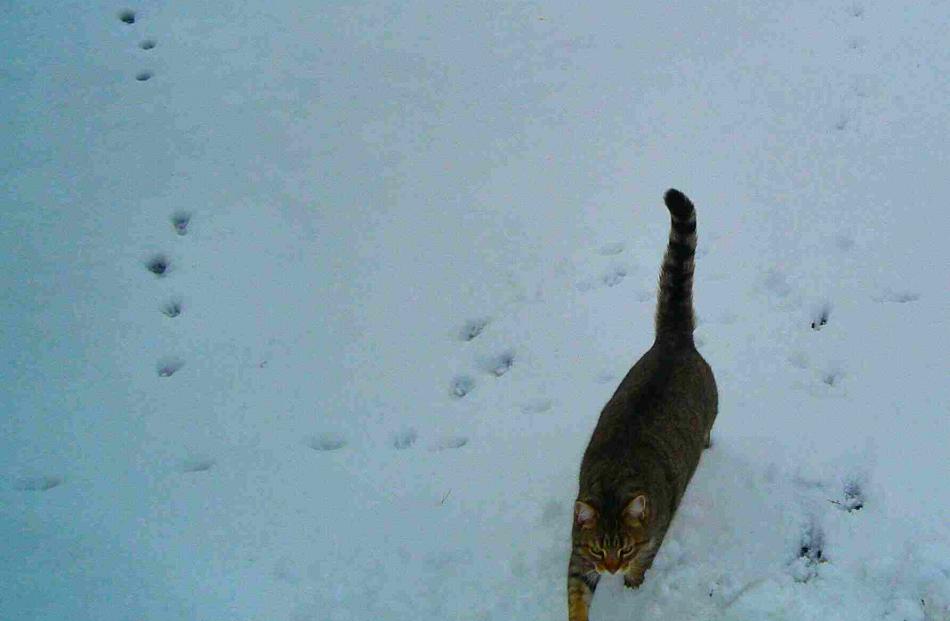 Cat in the snow, Wakari. Photo Diane Yeldon