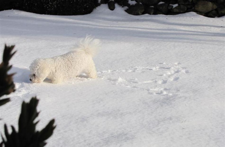Dexter in the snow in Sawyers Bay. Photo Nick Papahadjis