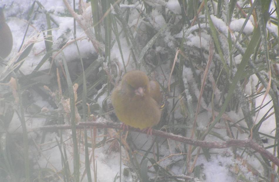 Photo taken through an Upper Junction bedroom window. Photo Ngaire Muir
