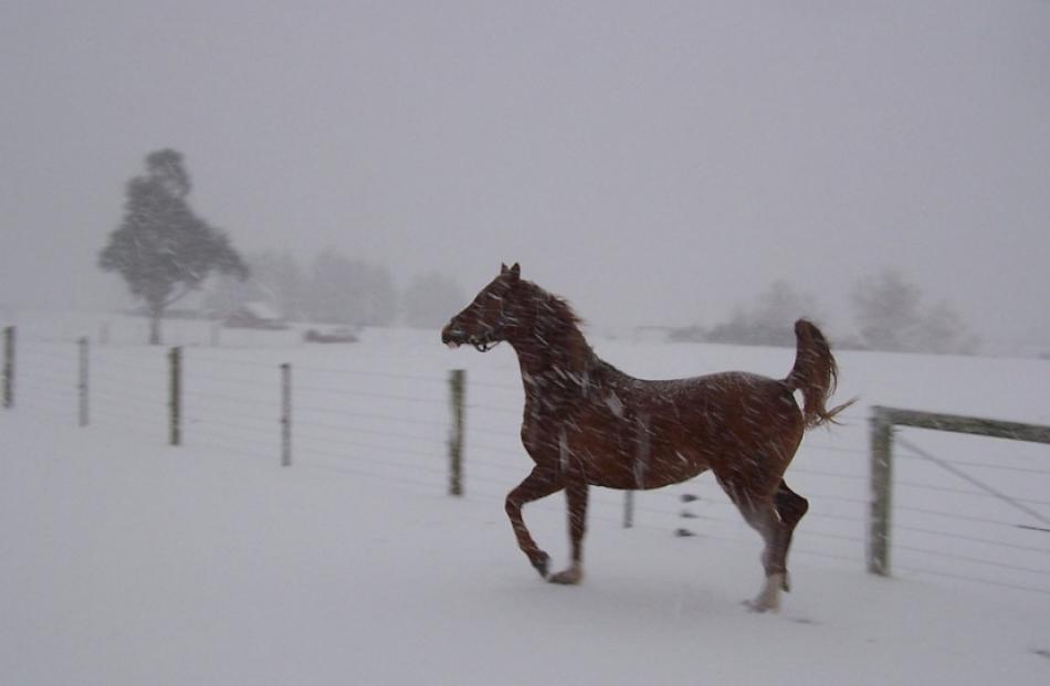 Purebred Arabian mare Zareth-Shahar prancing through the snow at Duntroon, North Otago. Photo...