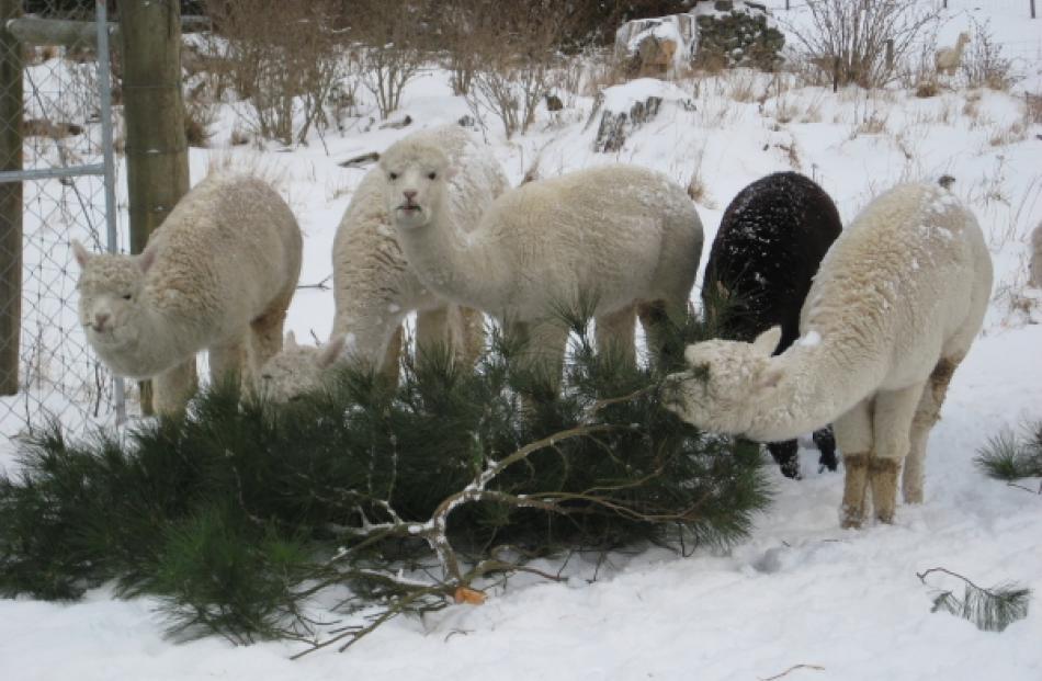 Three Mile Hill Rd alpacas enjoy a treat of pine needles. Photo Andy Nailard