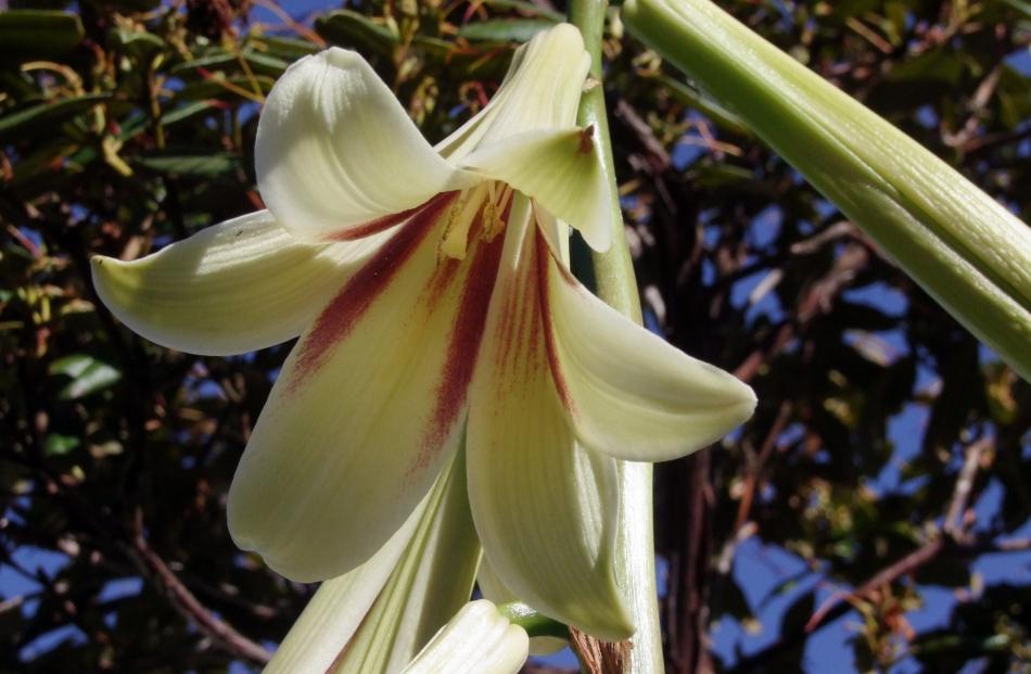 The "giant lily" (Cardiocrinum) has 2m stems of scented flowers in December. Photos: Gillian Vine 