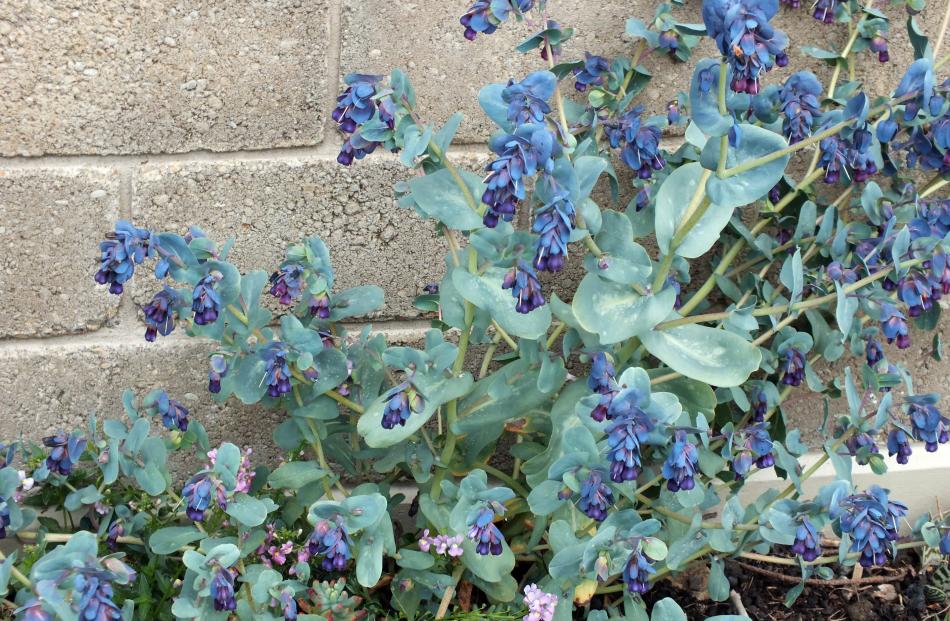 Honeywort (Cerinthe major) is a useful foliage plant. 