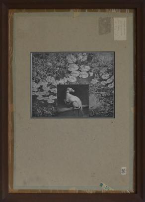 The framing of Dog and Water Lillies, by Arts Gold Supreme Award winner Paul McLachlan, of Wanaka...