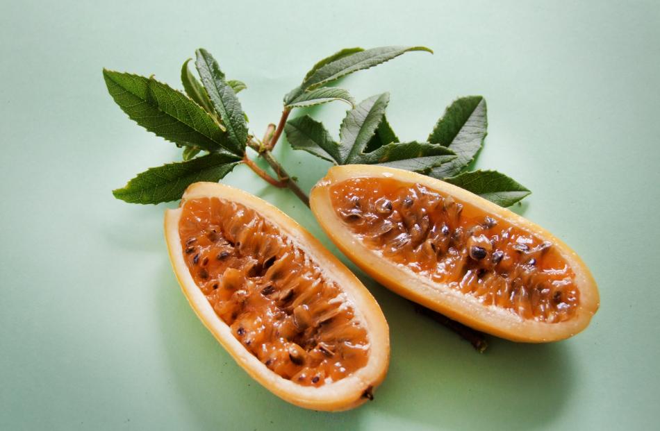 Banana passionfruit is an invasive weed. 