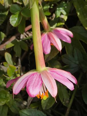 The pretty flowers of banana passionfruit. 