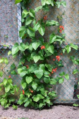 Scarlet Runner beans help hide a fence. 
