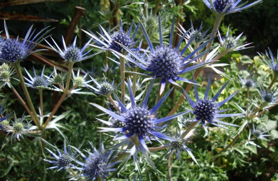 A sea holly (Eryngium) at Hidcote. Photo by Bettina Vine.