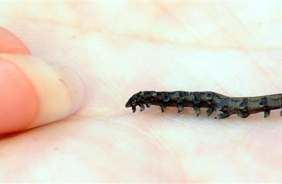 The peripatus worm.