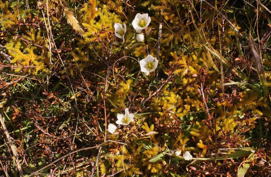 Herbfield in the Black Rock Scientific Reserve.