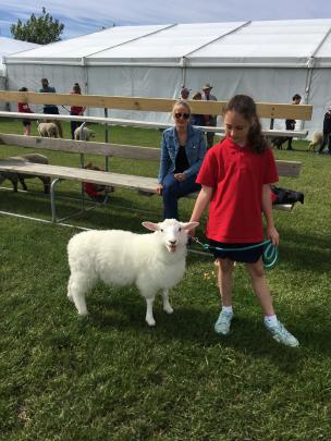 Cust School pupil Samara Van Wyk’s (11) lamb Shelby was so white, even Canterbury A&P Association...