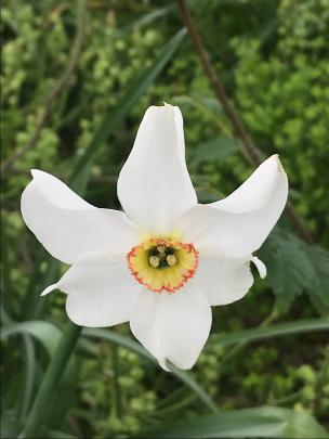 A sweet-scented old pheasant's eye narcissus in spring. Photos: Gillian Vine 