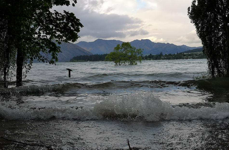 The iconic Wanaka Tree submerged in the lake.