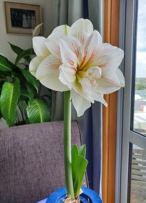 Potted hippeastrum, Amaryllis Nymph, grown by Pauline Donovan