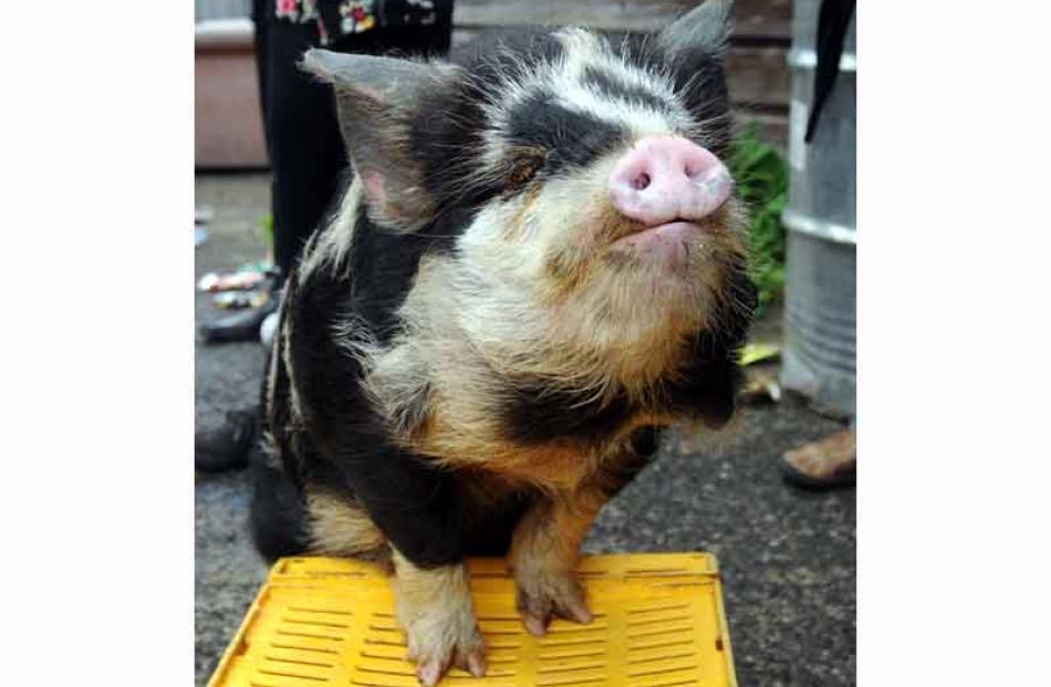 A pet kunikuni pig at a student flat at 402 Leith St, an entrant in the messy flat competition.