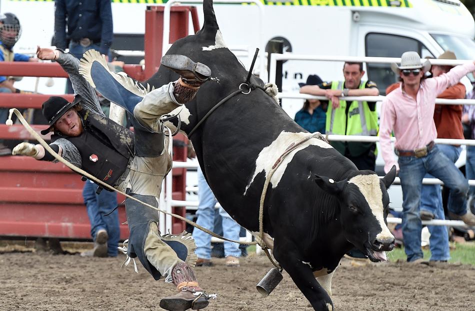 Luke Longley, of Roxburgh, takes a tumble in the second division bull ride.
