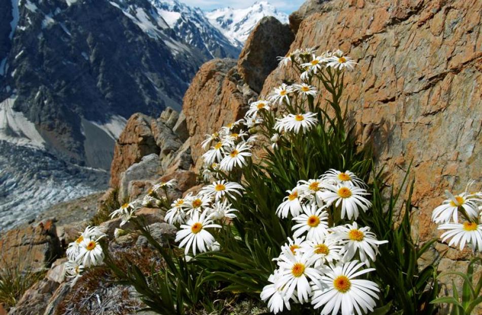 Full bloom: A spray of snow marguerites in a high rock crevice on the Ball Pass route. Photo by...