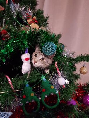 Two-year-old Ash plays in the Christmas tree. Photo: Ali Cannan