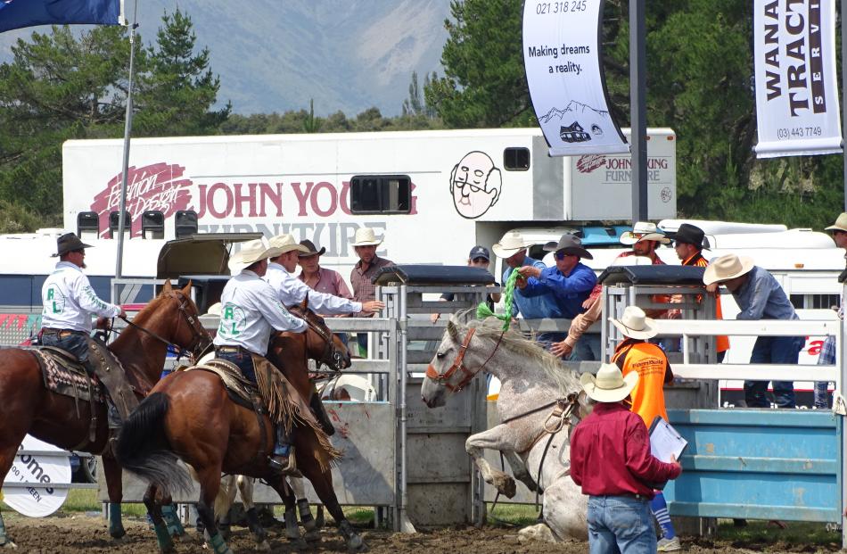 This horse got himself excused from the open saddle bronc for misbehaving.