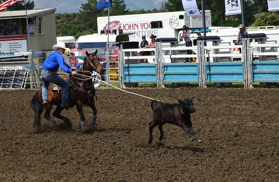 Patrick McCarthy, of Wanaka, easily won the open rope-and-tie event. He has won the event six times in the past decade. Photos: Kerrie Waterworth