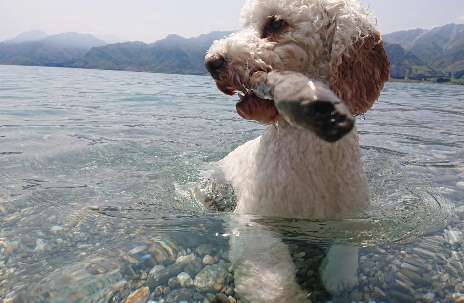 A puppy enjoys Lake Hawea on January 2. Photo: Mike Tyree-Mobbs