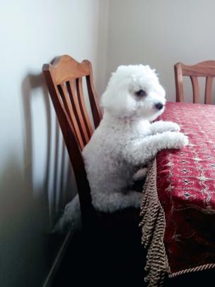 CJ waits patiently for his tea on Sunday, January 12. Photo: Savannah Hale