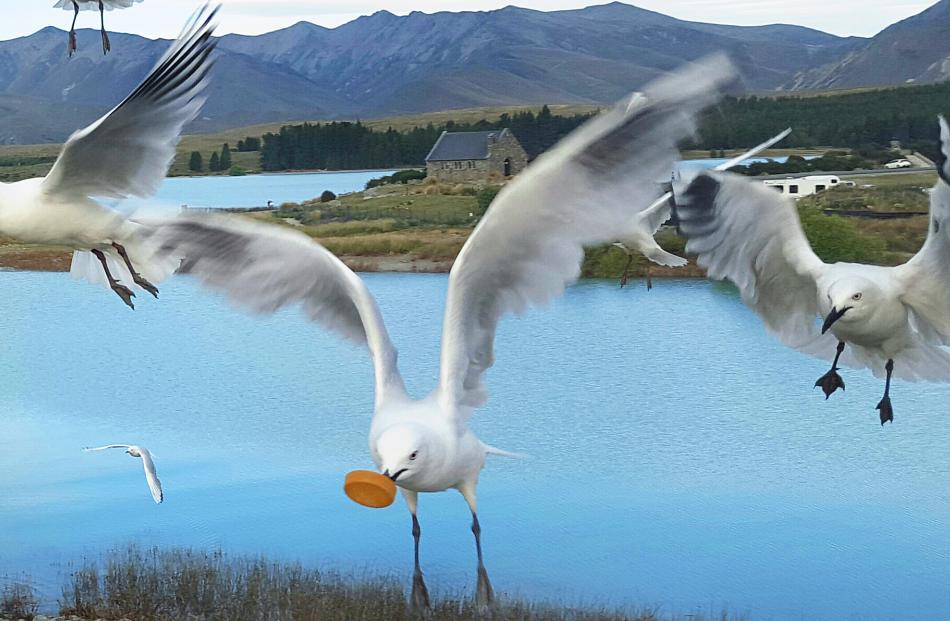 Dozens of gulls drop in for tea beside Lake Tekapo, one making off with the cap from one of the human picnickers’ drink bottles. Photo: Alison Newall