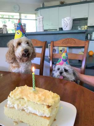 Maltese-cross Benji eagerly awaits his first birthday treat accompanied by his cousin, spoodle...
