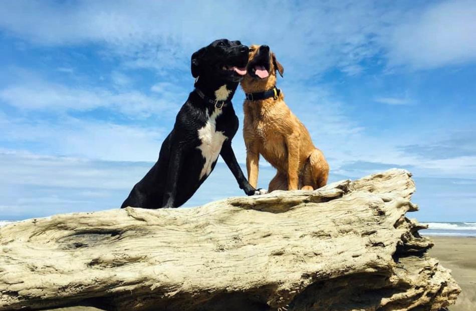 Maddi (6) and Alex (5) sit atop driftwood at Oreti Beach in Invercargill on January 8. Photo: Sam...