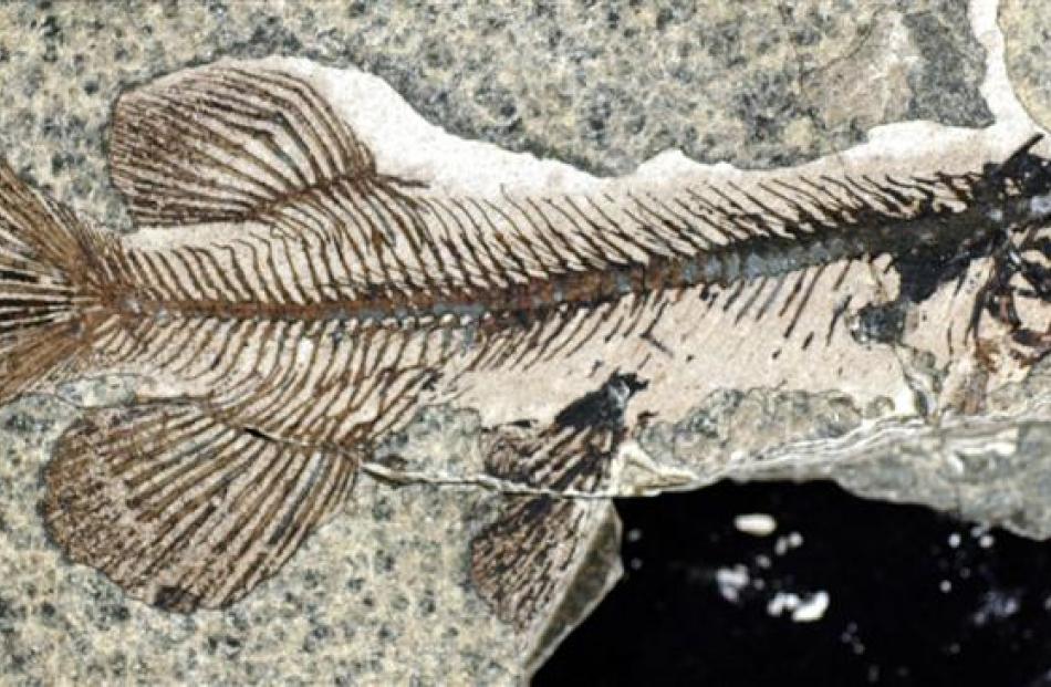 Found in Otago and 15cm-long, this 23-million-year-old fossilised fish  is the world's oldest...