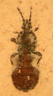 This flat bug is believed to be at least 20 million years old.