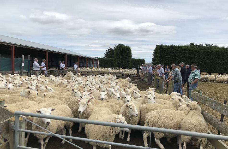 Rural Livestock agents sell capital breeding ewes at Lee Ridges, near Outram, last week. Photos: Alice Scott