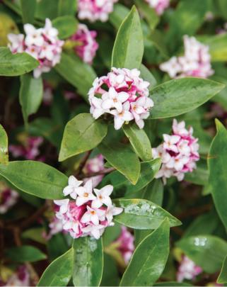 You can almost breathe the scent emanating from this bloom-covered Daphne Odora 'Leucanthe'....