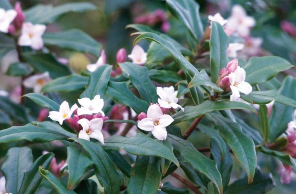 Flowering over a long period of time, the sweetly-scented flowers of Daphne Bhoula begin...